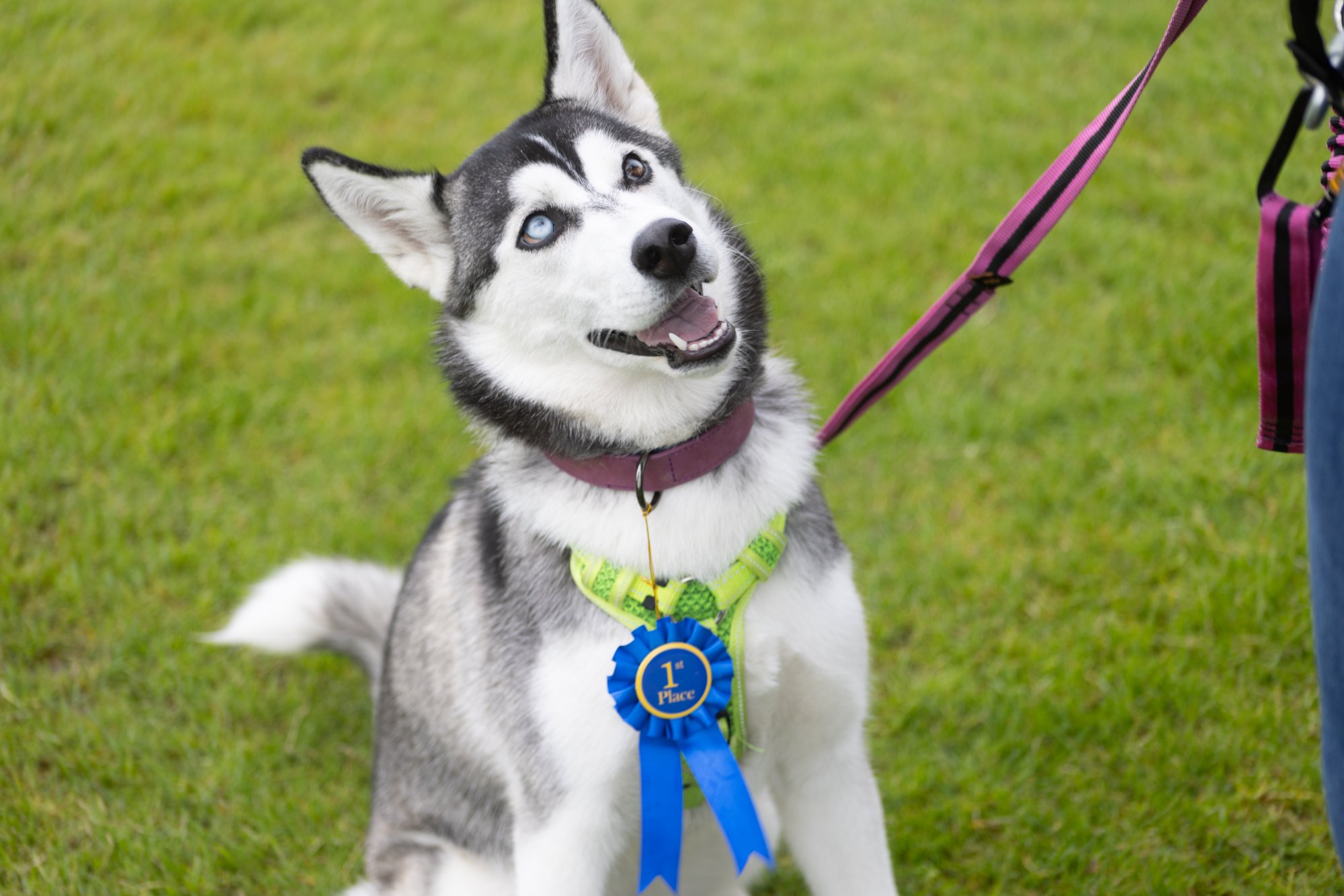 Dog show winner